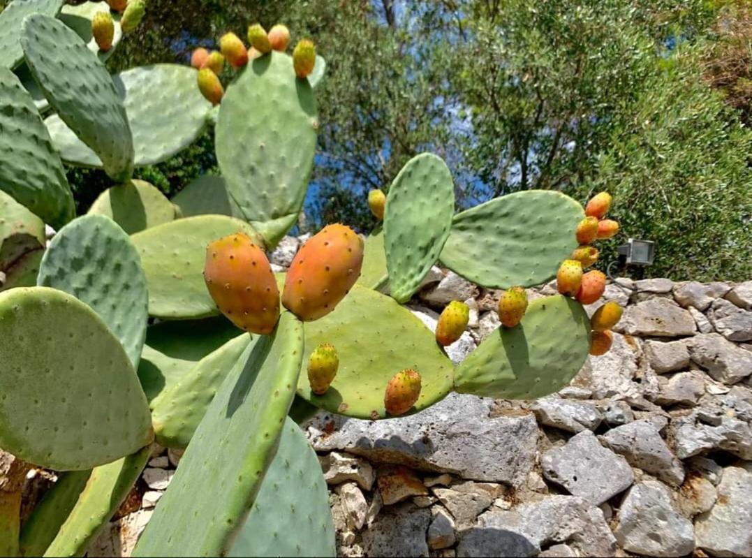 Trullo Dimora Di Pietra Gallipoli Baia Di Gallipoli Zewnętrze zdjęcie